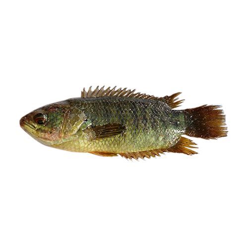 Frozen Koi Fish - 1 pack