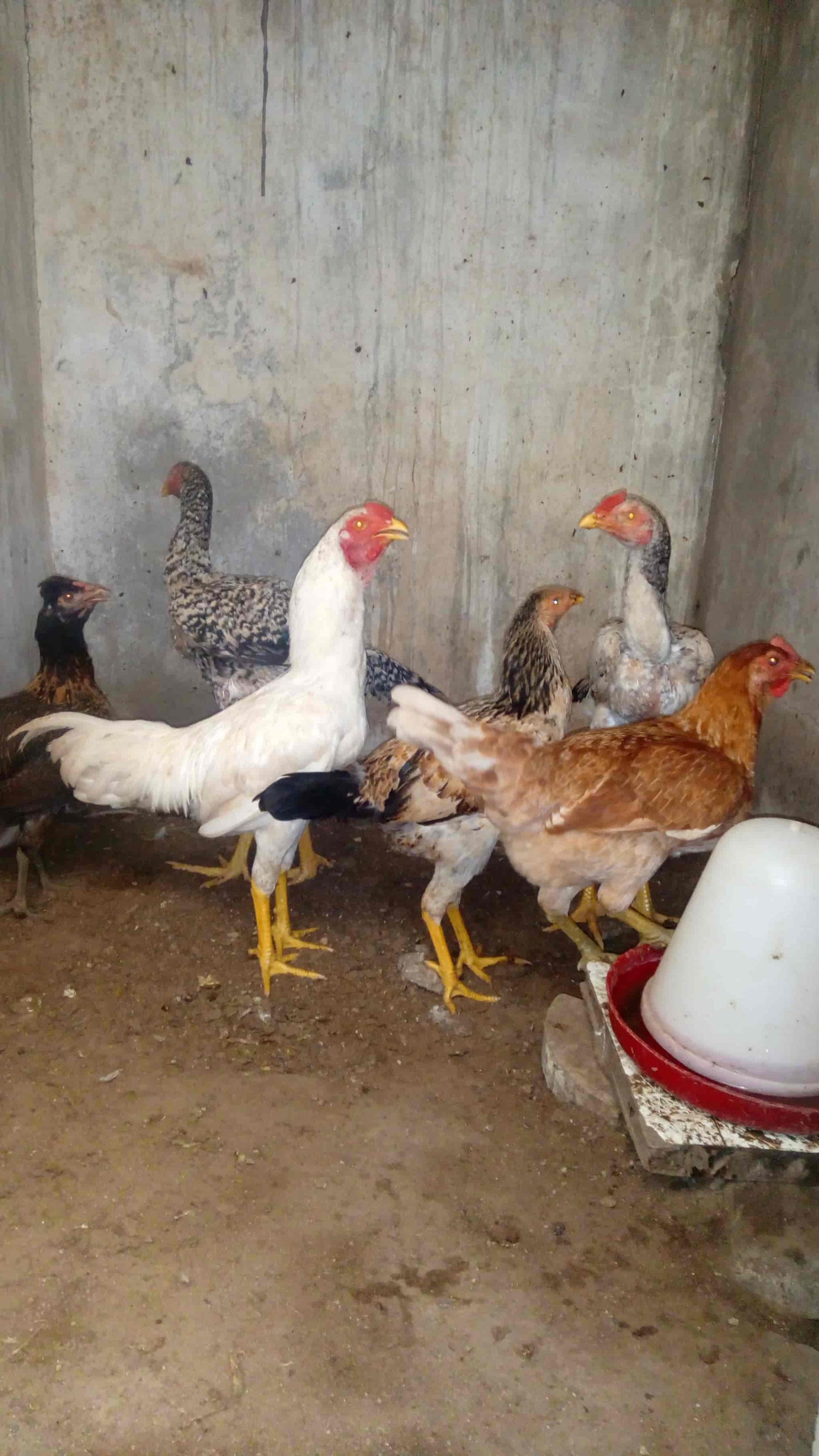 Desi Chicken 500-700gm size - Skin Off
