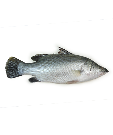 Frozen Koral Fish - 2kg