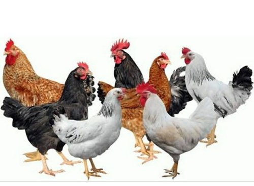 Desi Chicken 500-700gm size - Skin Off