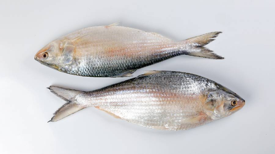 Big Hilsha Fish - 2kg size