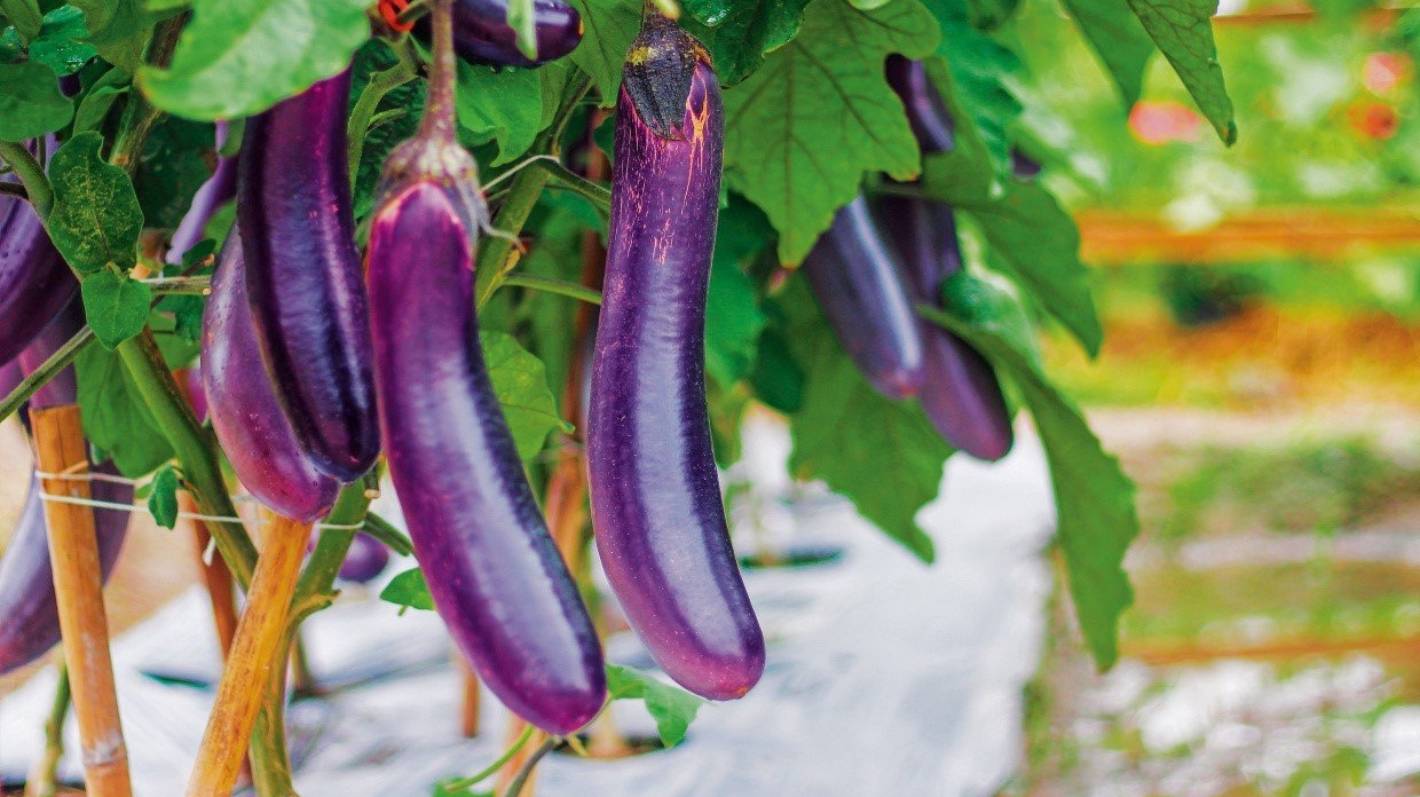 Local Eggplant - 1 kg