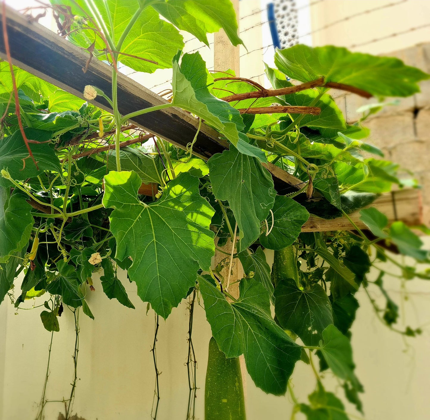 Lau Shakh - Home Grown Organic - 1 Bundle