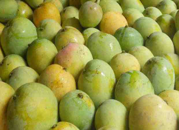Bangladeshi Himshagor 1 Box 4.5kg