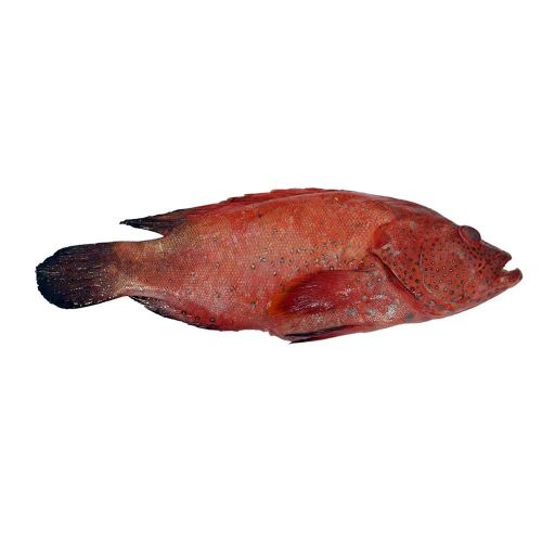 Red Summan Fish - 1kg