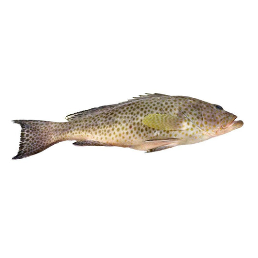 Summan Fish - 1kg