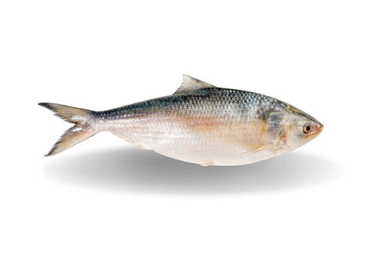 Burma Hilsha Fish