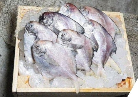 Frozen Silver Pomfret Fish - 1 pack