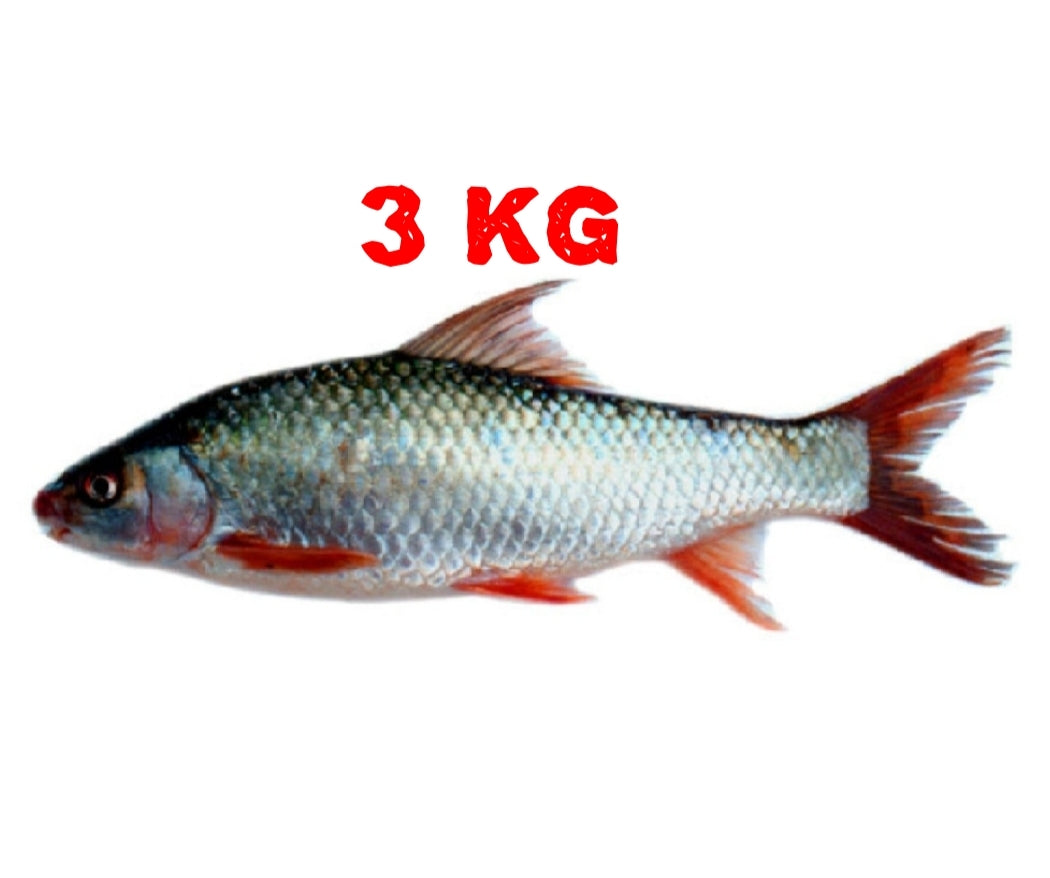 Frozen Mrigel Fish - 3kg