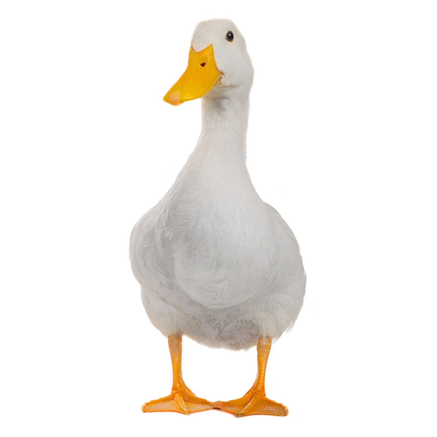 Local Live Duck - 1 pc