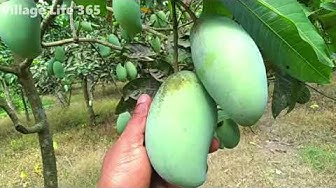 Bangladeshi Aam Rupali 1 Box 4.5kg