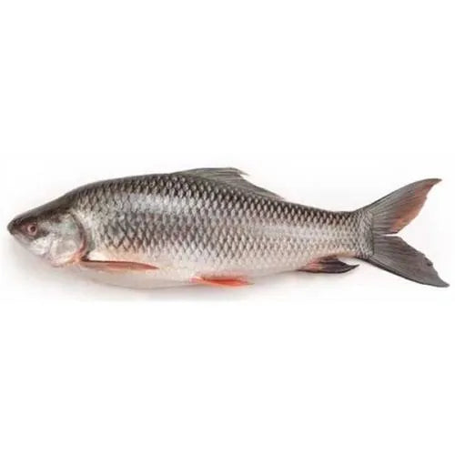 Burma Frozen Rohu Fish